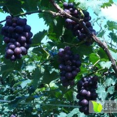 卢龙石门宣婷7月京亚葡萄