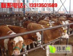 忻府东郊常建新7月利木赞牛肉牛
