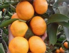 郴州柑橘是名优特产东江湖廖巧军诚信合作