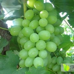 供应维多利亚葡萄