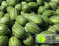 山西应县西农8号西瓜质量上乘