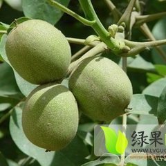 清香核桃近圆锥形，大小均匀，壳皮光滑淡褐色