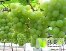 大荔葡萄产销两旺,欢迎前来选购