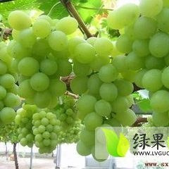 大荔葡萄产销两旺,欢迎前来选购