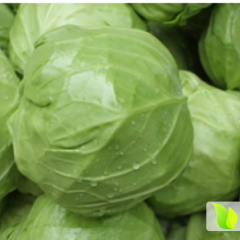 陕西太白铁包甘蓝长势旺盛