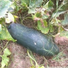 山东金乡代发、代收子弹头黑皮冬瓜