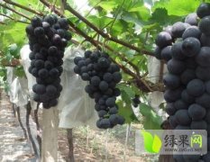 2014大荔葡萄值得出手