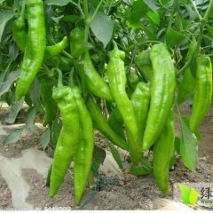 河北蔚县金牛角辣椒假一赔十