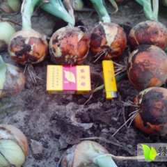 黑龙江宁安圆葱东京城徐小鑫