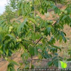 2014孟州核桃钱多人傻速来抢购