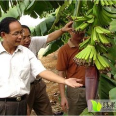 西乡塘香蕉火热上市,西乡张福星诚信合作