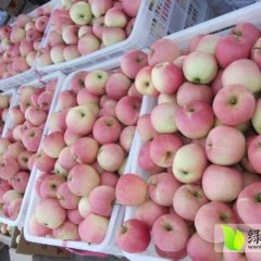 万荣蜜桃是名优特产,山西高博瑞诚信合作