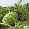 内蒙古通辽-库伦冠龙西瓜大量上市