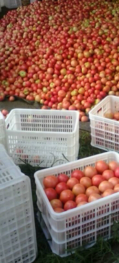 大量供应硬粉西红柿，质量好，耐运输