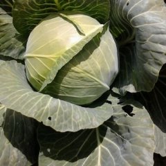 每年6月大量供应小甘蓝，现在已经大量上市，一条龙服务，有需要的老板联