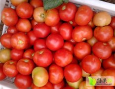 2014崇礼西红柿今年价格有看点