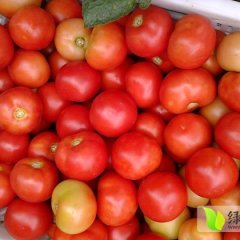 2014崇礼西红柿今年价格有看点