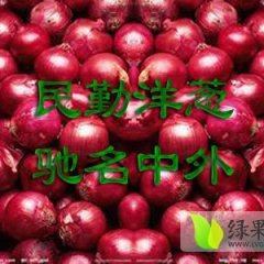 甘肃民勤红皮洋葱产量高，个头大，色泽亮