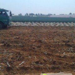 青州大葱欢迎合作,高柳王帅齐诚信合作