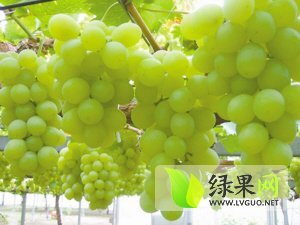 大兴宣颐曹先生7月无核白葡萄