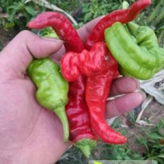 河南滑县陇椒辣椒上货量大