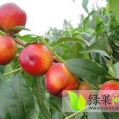 2014山东蒙阴蜜桃7月25日最新报价