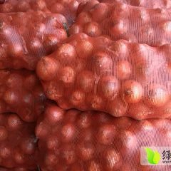 山东安丘黄皮洋葱名扬天下