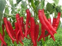 金乡种植大量辣椒，品种有金塔，三英，金农