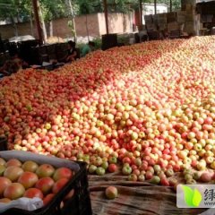 东昌府沙镇李存然7月欧冠西红柿