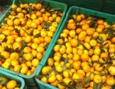2014恭城柑橘现在订货有惊喜