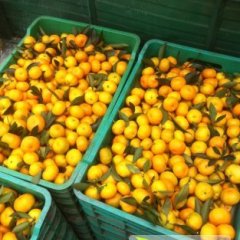 2014恭城柑橘现在订货有惊喜
