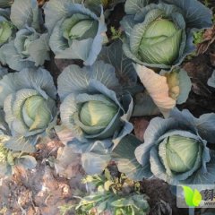 钟祥甘蓝价格行情平稳,旧口王立夏诚信合作