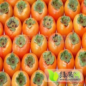 2014年陕西大荔7月黄柿子价格