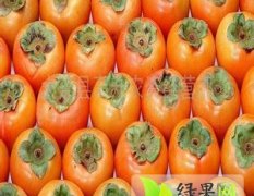 陕西大荔7月黄柿子聚焦市场