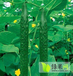 2014年山东莘县中农106黄瓜价格