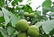 2014年陕西大荔青皮核桃价格