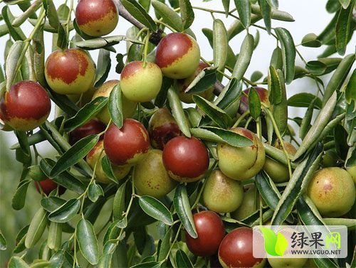 2014年陕西大荔冬枣价格
