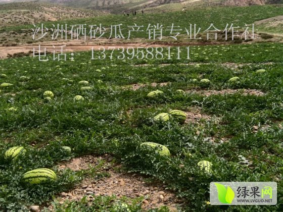 安农二号价格