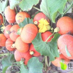 山西神池海明南瓜合作社