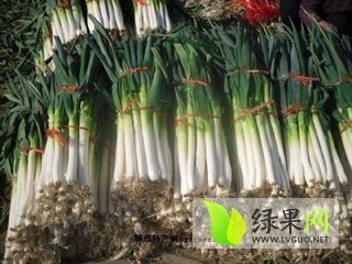 2014年山东坊子铁杆大葱价格