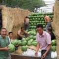 东北西瓜价格进一步呈现下降趋势
