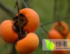 陕西大荔7月黄柿子口感爽口