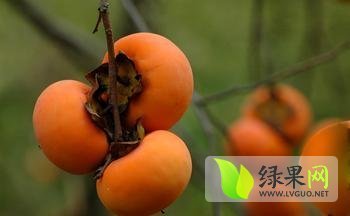 陕西大荔7月黄柿子口感爽口