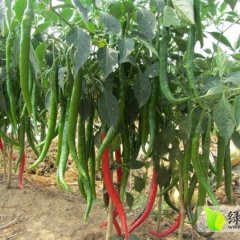 舞阳莲花弯顺和7月线椒辣椒