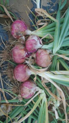 2014高台洋葱现在订货有惊喜