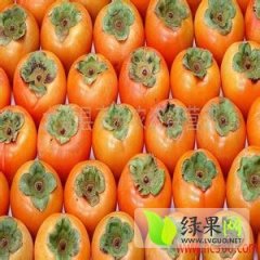 2014蒲城柿子抓住商机无限