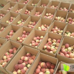 枣阳蜜桃口感爽口,熊集潘小雨诚信合作