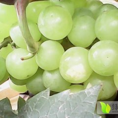 永年葡萄，李亮诚信合作