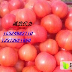 中牟韩寺韩永7月硬粉西红柿