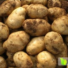 贵州黔芋1号.会—2号.萱薯2号 威芋5号